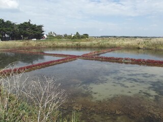 Salt marshes on the Gu&eacute;rande Peninsula, France Salzg&auml;rten auf der Gu&eacute;rande-Halbinsel, Frankreich 