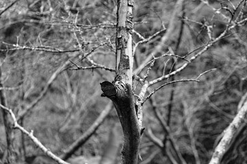 tronco de árbol seco en blanco y negro