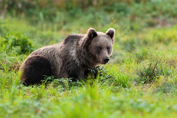 Curious brown bear, ursus arctos, resting on the green meadow in spring