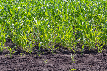 Green field of young corn with clean rows