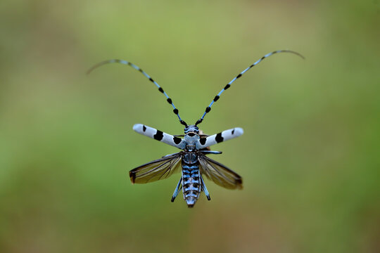 Alpine longhorn beetle flying in summertime nature