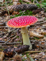 Toadstool