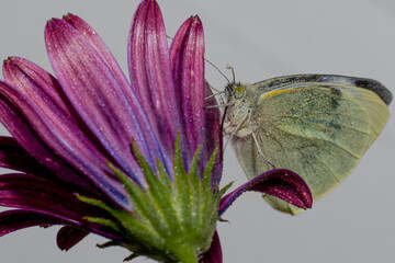 farfalla cavolaia