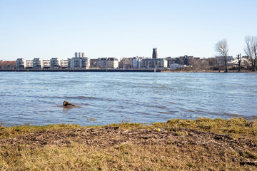 View of Rhin river in Cologne, Germany, on a sunny day