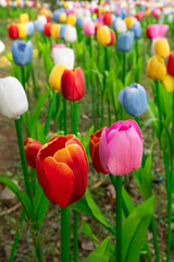 a field of colorful tuilps