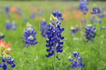 Fototapeta premium Closeup Bluebonnet Cluster.