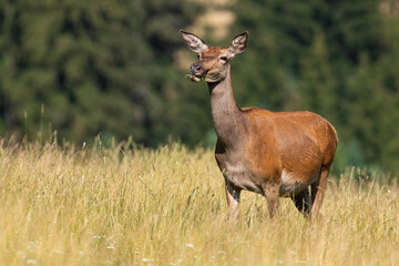 Naklejka na ściany i meble Female red deer chewing grass on meadow in summer nature