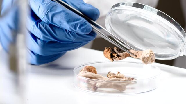 Scientist examining magic mushrooms with a loupe and tweezers in a petri dish at laboratory.