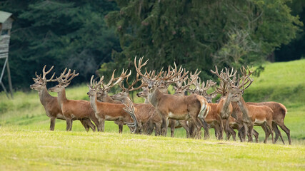 Group of red deer standing on field in summer nature