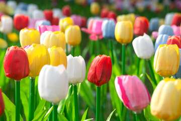 a field of colorful tuilps