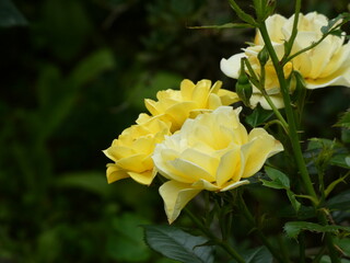 Yellow roses
