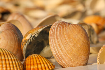 close up of many yellow brown shells