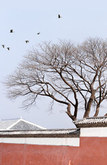 Birds of the Temple(dali, yunnan, china)