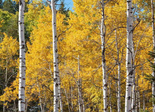 United States, Idaho, Aspen tree with yellow leaves in Autumn - Powered by Adobe