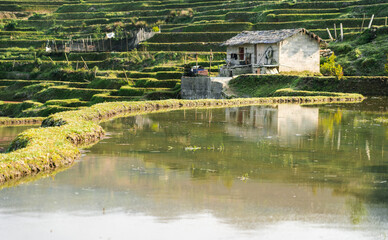 The house in the terraced fields (yuanyang terraced, yunnan, china)