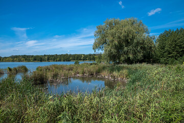 Obraz na płótnie Canvas Thickets near the lake on a summer day.
