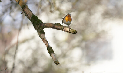 Rotkehlchen von vorne, in Kamera schauend,  auf Astgabel freigestellt im leichten Schatten Sonnenspiel