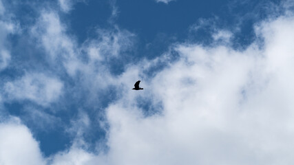Ptak na tle niebieskiego nieba z chmurami