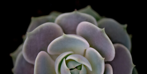 Echeveria lila/grün - Hintergrund schwarz, close up