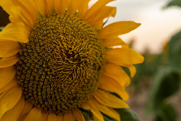 Sunflower in field at sunset