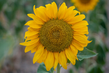 Sunflower in field at sunset
