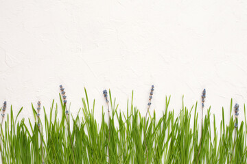 wheat greens and lavender flowers on white textural background, wallpaper