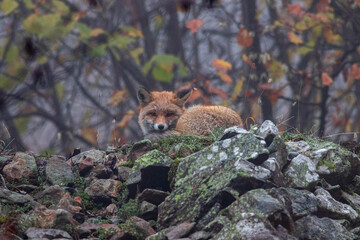 fox in the fog