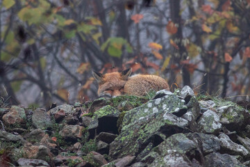 Naklejka na ściany i meble sleeping fox in the wood