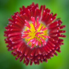 red fuchsia petals flower close up macro