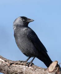 Western Jackdaw, (Corvus monedula). Kaja.