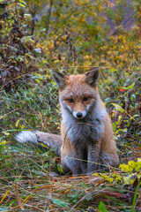 ritratto di giovane volpe