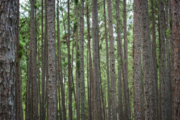 Silvicultural research station or Bo Kaeo Pine Park, evergreen wooded pine tree forest in sunny day light, the beautiful famous garden in Chiang Mai, Thailand.