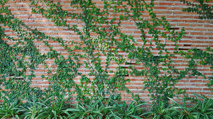 Green Vine, ivy, liana, climber or creeper plant growth on brick wall with copy space. Beauty in...