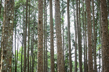 Silvicultural research station or Bo Kaeo Pine Park, evergreen wooded pine tree forest in sunny day light, the beautiful famous garden in Chiang Mai, Thailand.