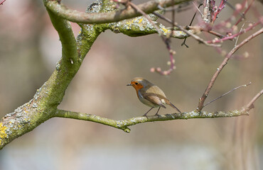 Rotkehlchen schön auf Ast im Halbschatten seitlich geschützt sitzen