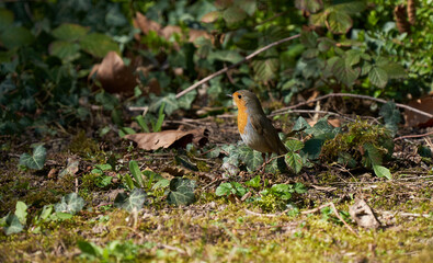 Rotkehlchen auf dem Boden in Efeu und blättern sitzend mit gestrecktem Hals von der Seite fotografiert