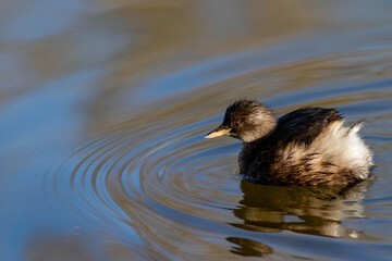 lo sguardo del piccolo svasso