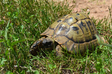Close up shot of forest turtle. Hermann's tortoise (Testudo hermanni) on the country road