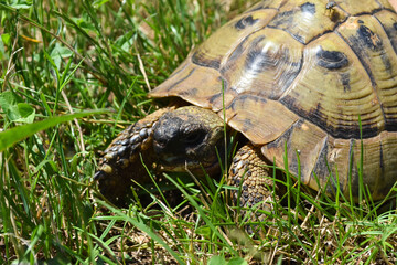 Close up shot of forest turtle. Hermann's tortoise (Testudo hermanni) on the country road