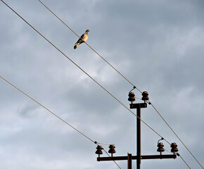 The concept of electrical cable Pigeon. Wild pigeons against the blue sky.