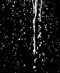 Obraz premium Splashes of white milk isolated on a black background.