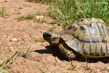 Close up shot of forest turtle. Hermann's tortoise (Testudo hermanni) on the country road