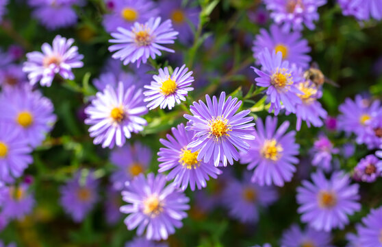 Purple flowers in nature as a background.