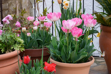 Pink tulips, daffodils and pink ranunculus in terra cotta pots