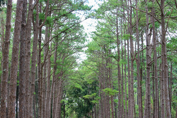Obraz premium Silvicultural research station or Bo Kaeo Pine Park, evergreen wooded pine tree forest in sunny day light, the beautiful famous garden in Chiang Mai, Thailand.