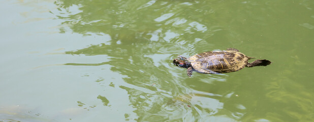 Marsh turtle swims in the water.