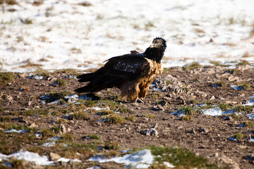 Young bearded vulture (Gypaetus barbatus), also known as the lammergeier or ossifrage sitting on the ground in the winter time.