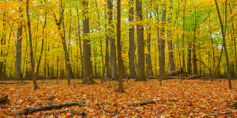 Colorful Fall Trees in the Forest with Leaves on the Floor in Autumn