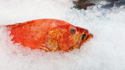 Fresh grouper freeze on ice for sale at fish market or supermarket with copy space on right. Uncooked food and Animal on submarine. 