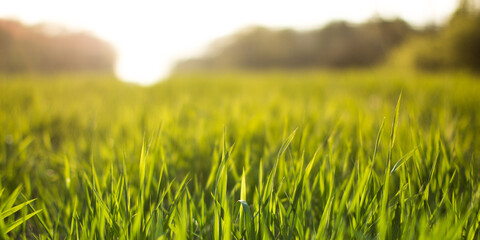 Close Up macro of the details of a field of fresh green grass during the golden hour